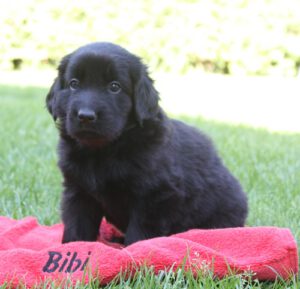 bibi1